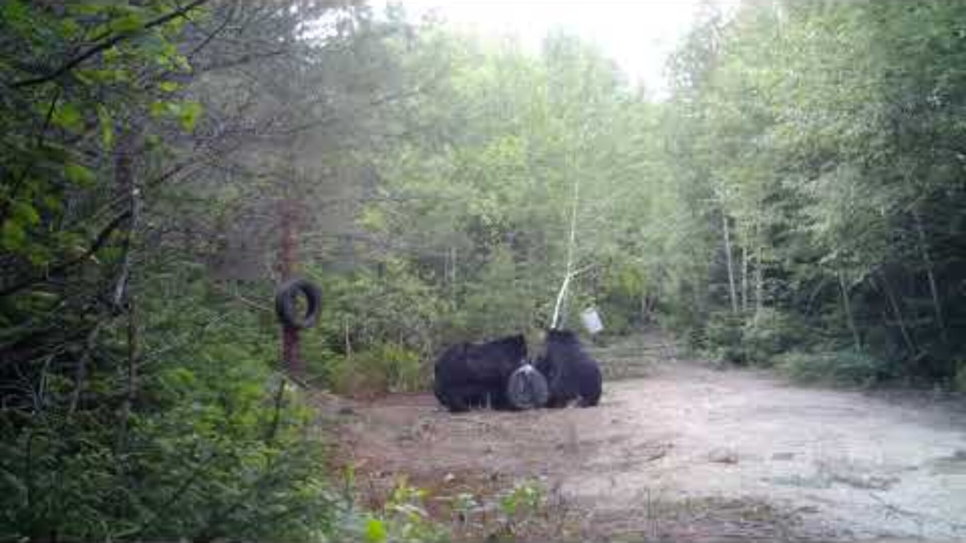 ON JASE SUR LE TERRAIN, vidéo avec 2 ours