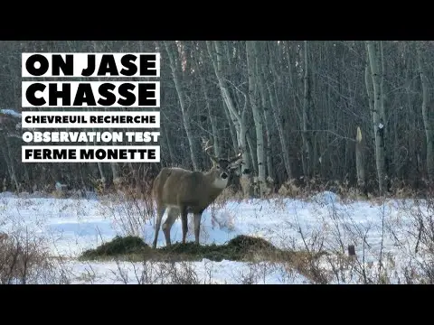 22nov#953  Stephane Monette ON JASE chasse chevreuil recherche et phase de rut, observation et test