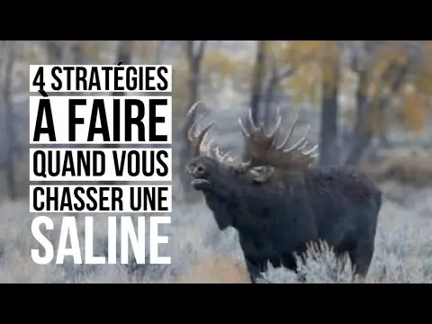 4 points stratégiques pour chasser l