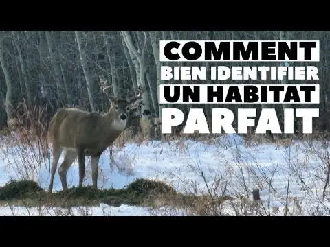 Comment bien définir un habitat à cervidés