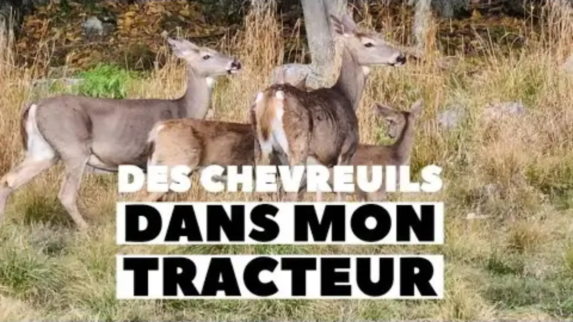 Des chevreuils proche de mon tracteur