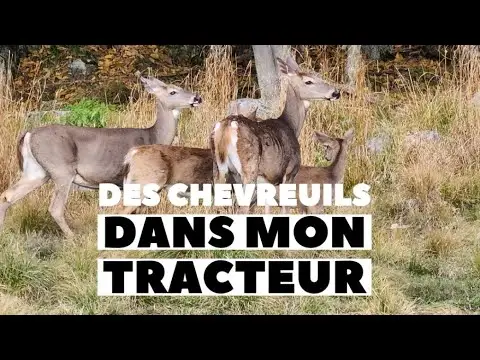 Des chevreuils proche de mon tracteur