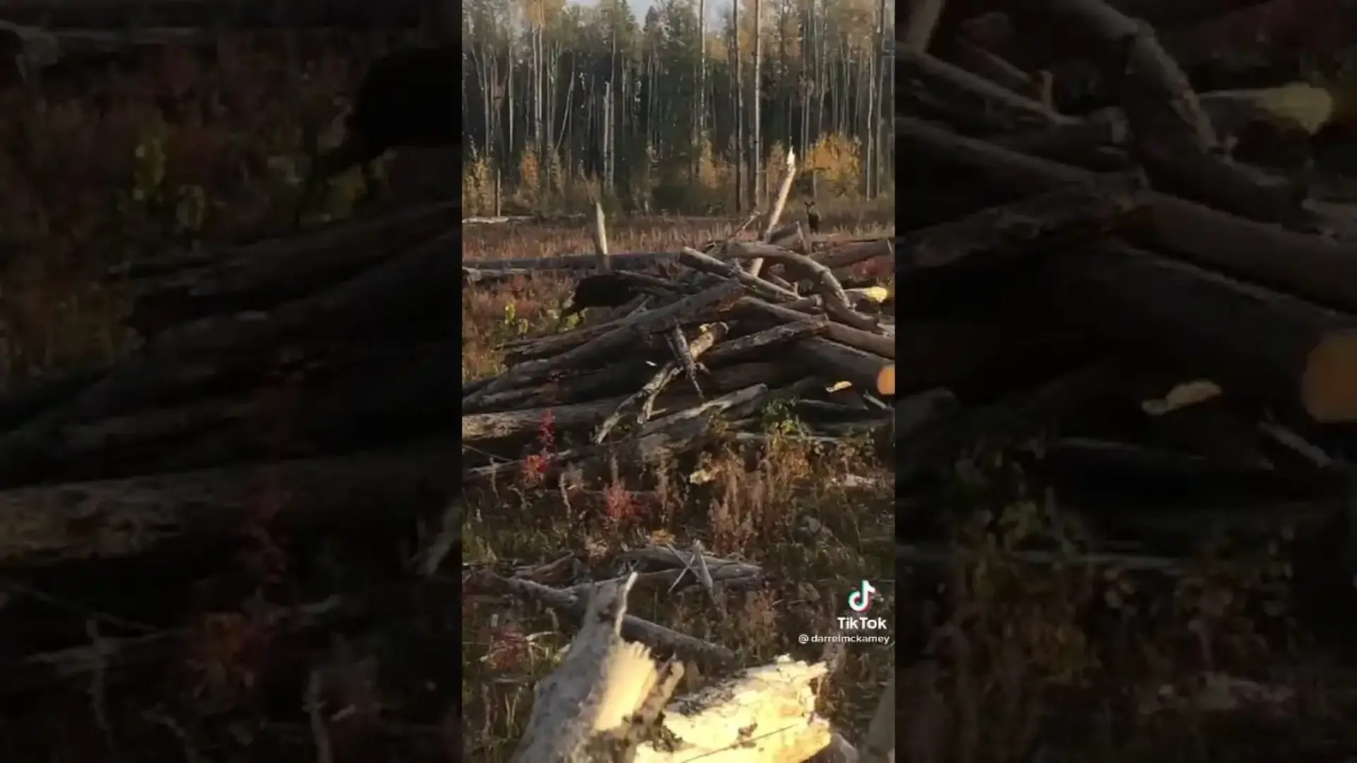 Du jamais vue😲 les orignaux adaptent leur traces pour déjouer les chasseurs