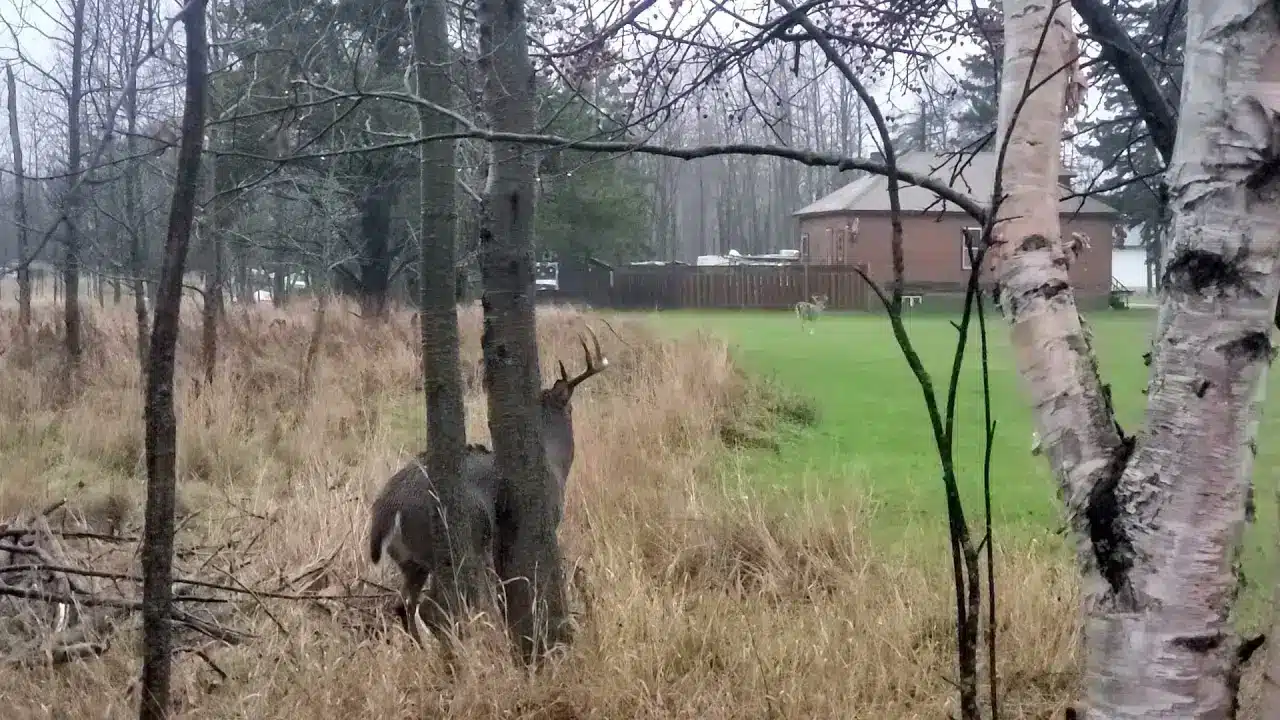 ON JASE sur le terrain, un Buck chevreuil qui s