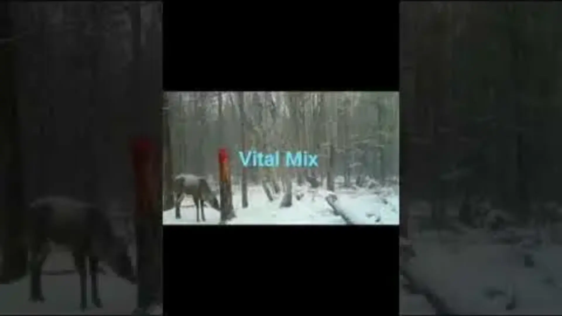 vital mix hiver