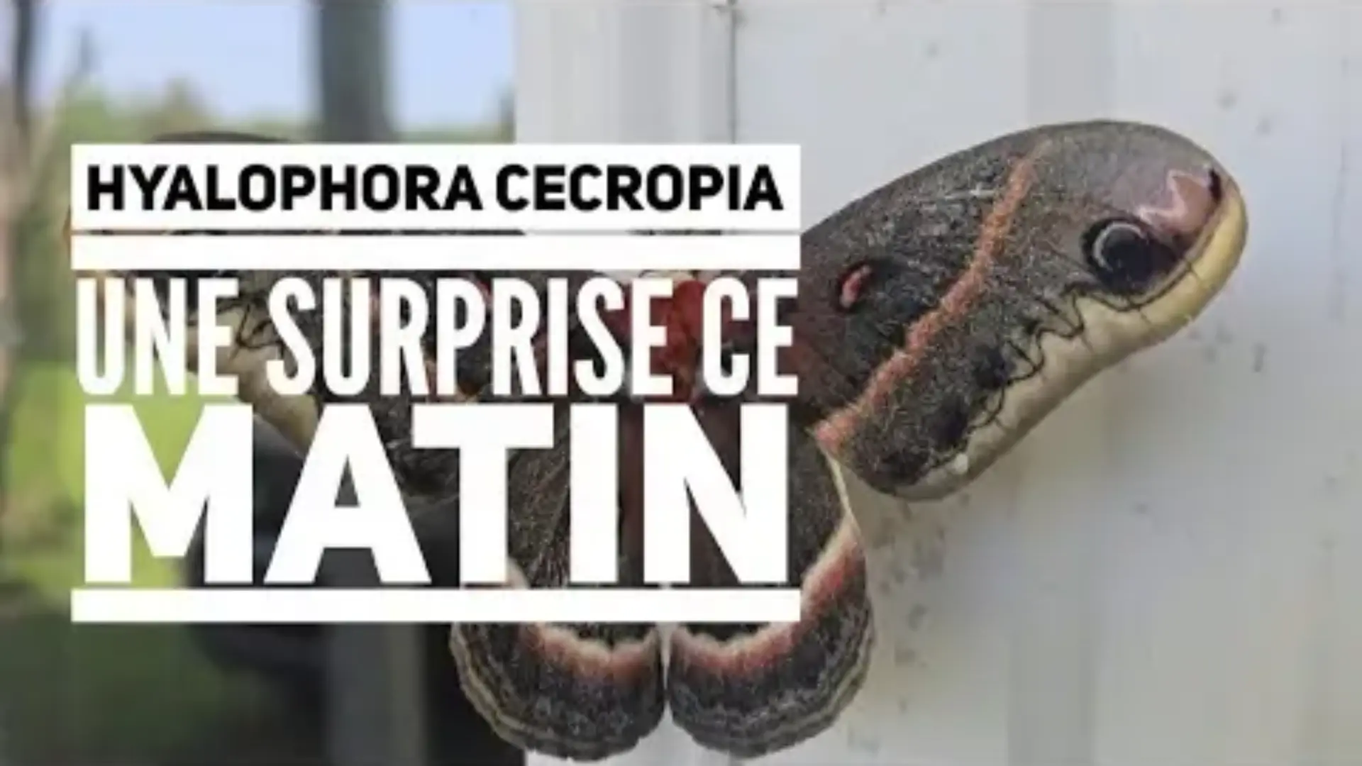 Hyalophora cecropia une surprise ce matin