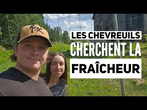 Les Chevreuils cherchent la fraîcheur