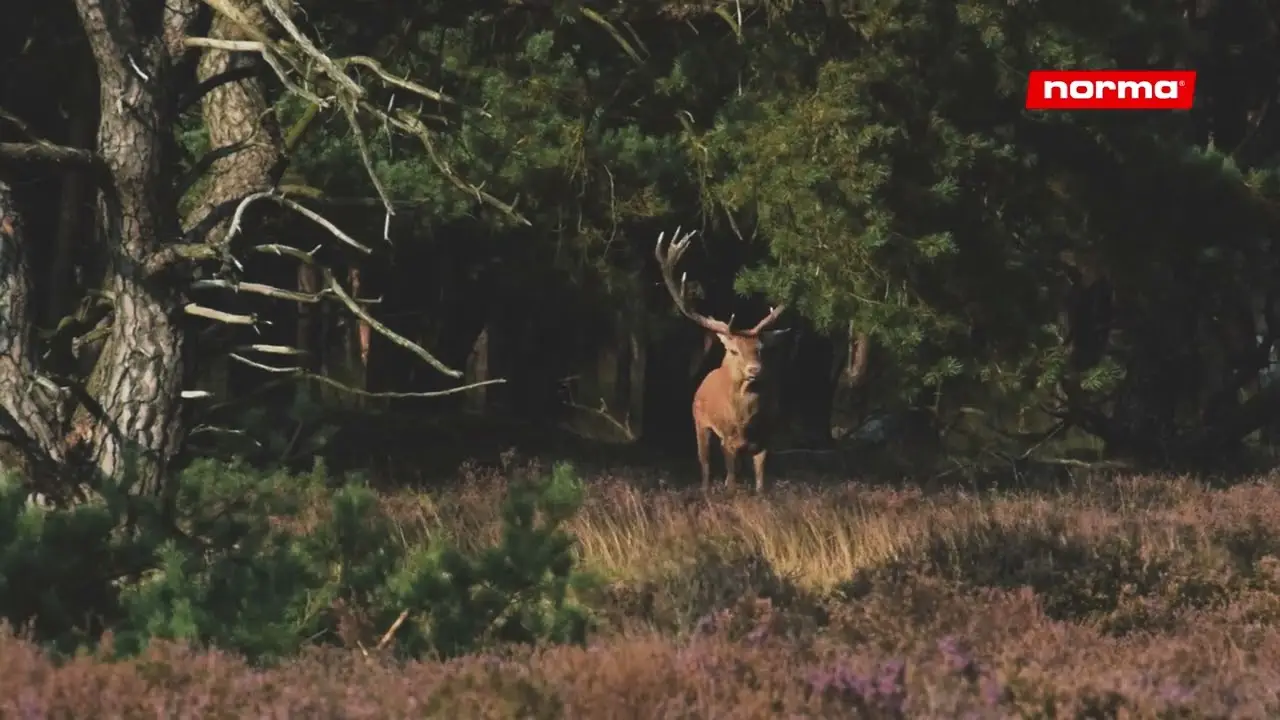 NORMA AMMO Red stag in rut