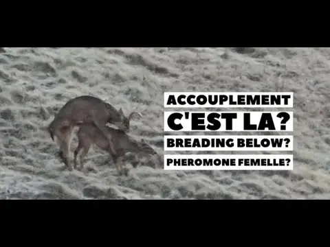 14 novembre #1679 ONJASE Steph Monette🦌 Plongez dans le plein air avec Stéph Monette chaque jour